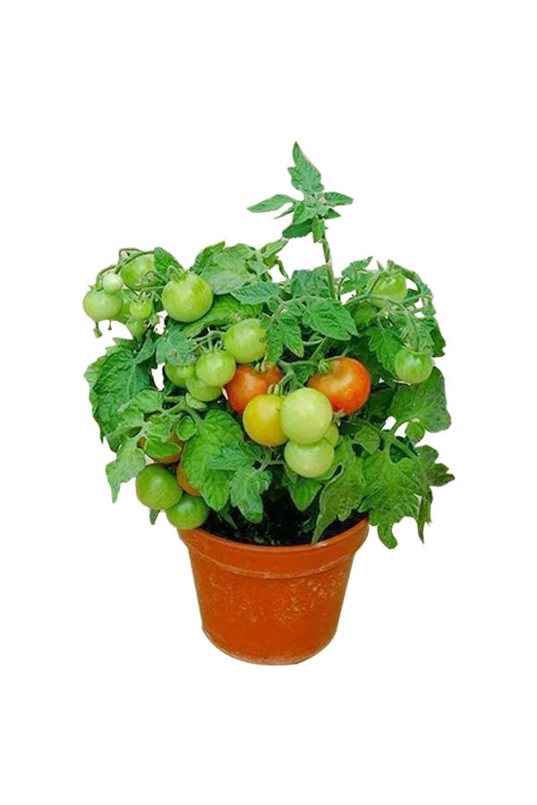 Cherry Tomato - Solanum Lycopersicum - Outdoor Fruit Plant