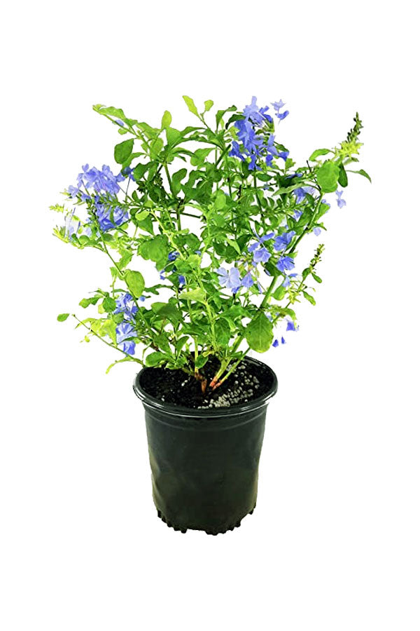 Plumbago-Bleiwurz - Plumbago Auriculata - Blühende Pflanze im Freien