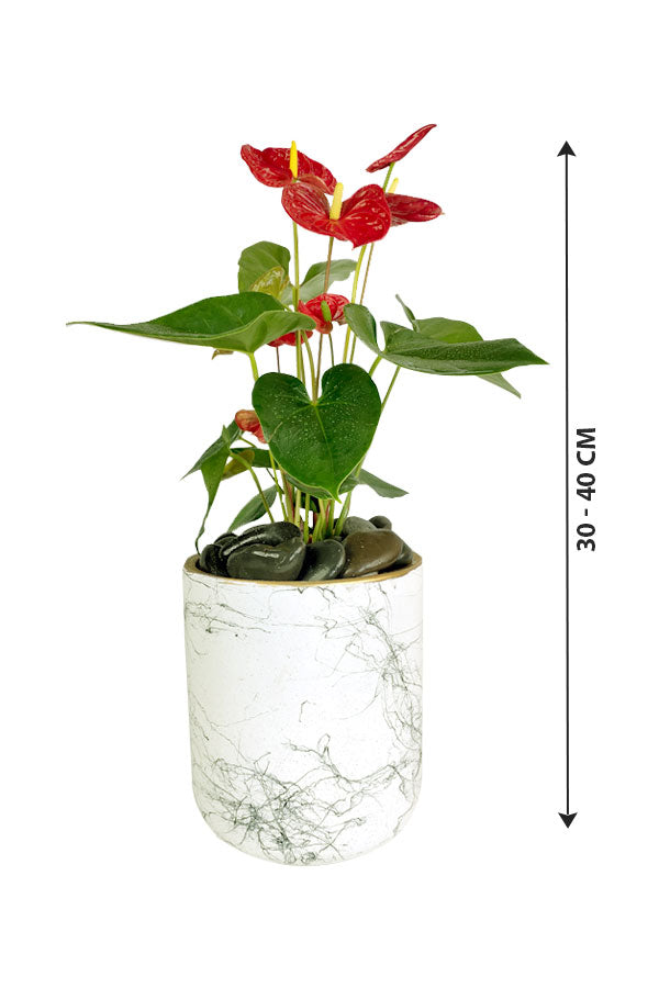 Anthurium plant in a stylish decor pot, perfect for modern home decor, available at Plantsworld.ae