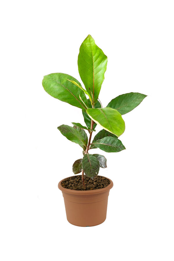 Indian Almond - Terminalia Catappa - Outdoor Tree Plant