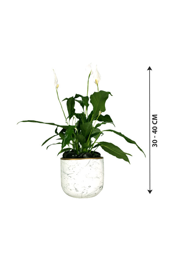 Peace Lily - Spathiphyllum - In decor pot