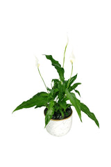 Peace Lily - Spathiphyllum - In decor pot
