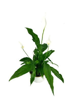  Peace Lily - Spathiphyllum in a stylish decor pot with white blooms
