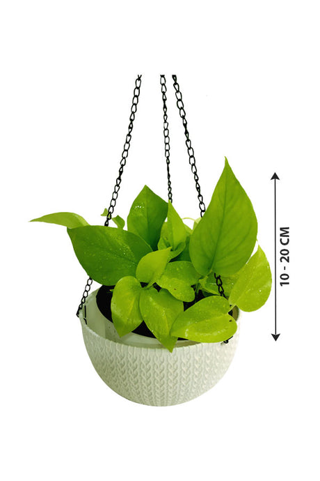 Neon Pothos -Indoor Hanging Plant