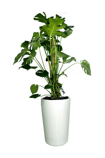 Monstera Pertusum - Swiss Cheese-Office Tall Potted Plant