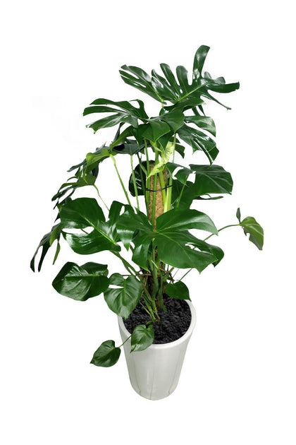 Monstera Pertusum - Swiss Cheese-Office Tall Potted Plant