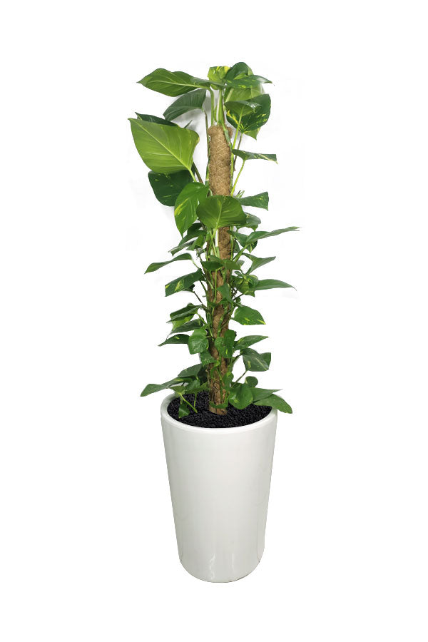 Money Plant -Epipremnum Aureum-Office Tall Potted Plant-plantsworld.ae –  Plantsworld.ae