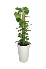 Geldpflanze – Epipremnum Aureum – hohe Topfpflanze für das Büro