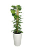 Money Plant -Epipremnum Aureum-Office Tall Potted Plant