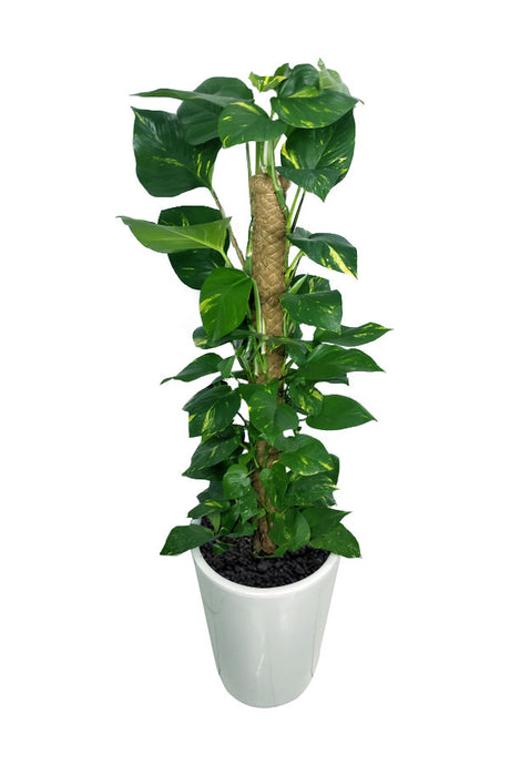 Geldpflanze – Epipremnum Aureum – hohe Topfpflanze für das Büro