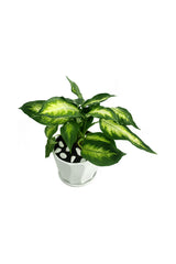 Dieffenbachia Camilla -  Office Table Top Plant