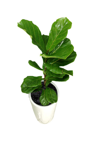 Fiddle Leaf Fig - Ficus Lyrata - Office Plant - Plantsworld.ae
