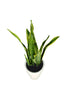 Snake Plant - Sansevieria office Corner Plant In Tall Pot
