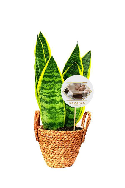 Snake  Plant in a coir rope pot with Handle and a Ramadan Greeting quote .