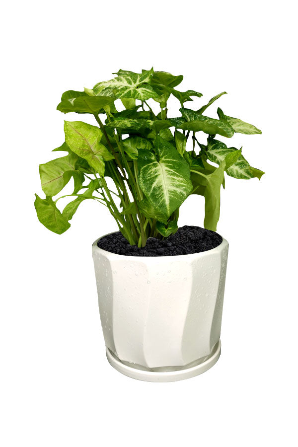 Syngonium Pixie- Office Table Top Plants – Plantsworld.ae