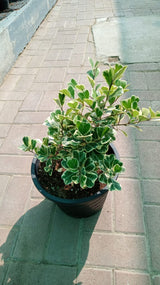 Ficus Triangularis variegata