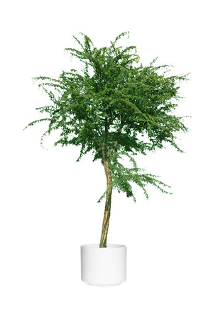Gum Arabic Tree (Vachellia Nilotica) - Acacia Arabica - Drought-Tolerant Outdoor Plant | PlantsWorld.ae
