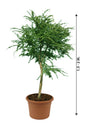 Gum Arabic Tree ( Vachellia Nilotica ) - Acacia Arabica - Plantsworld.ae