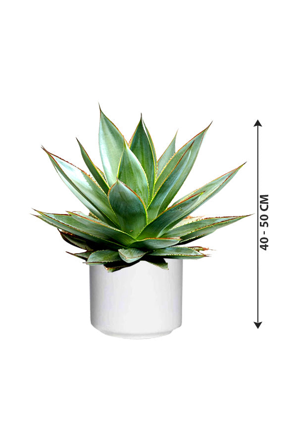 Agave_Red_Edge-Outdoor_Plants_White_Ceramic_Pot_40-50_cm