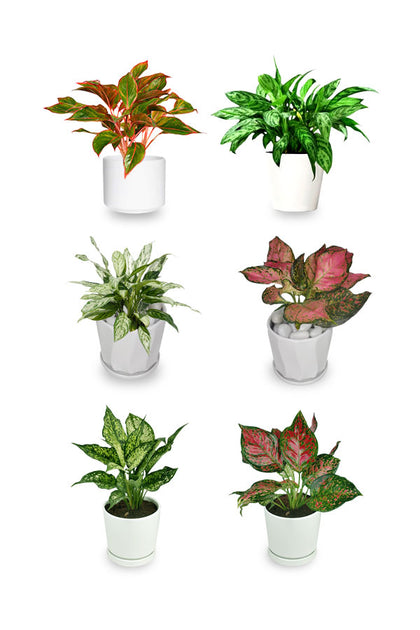 Aglaonema Combo- 6 Verieties Of Aglaonema In White Ceramic Pot