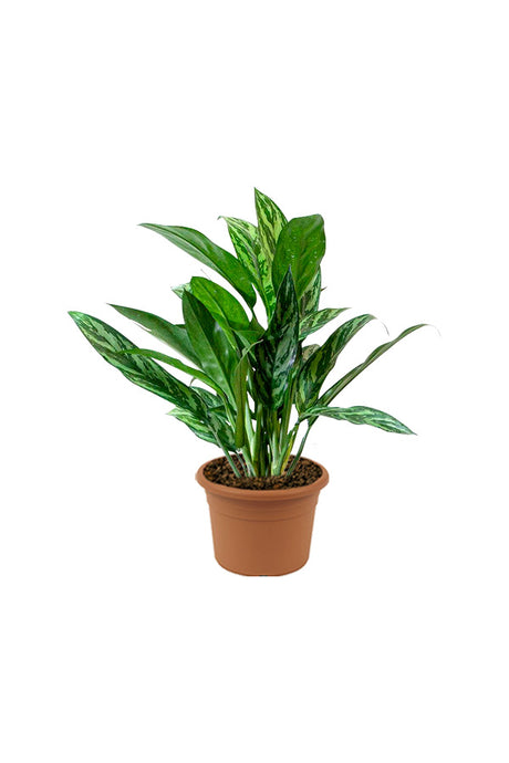 Chinese Evergreen - Aglaonema Cory - Indoor Plant