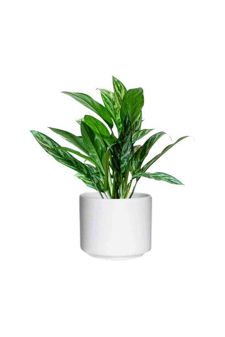 Chinese Evergreen - Aglaonema Cory - Indoor Plant for Home Decor