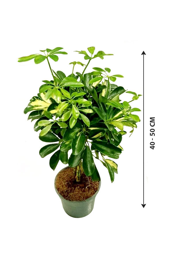Zwergschirmbaum – Schefflera Arboricola – hohe Zimmerpflanze 