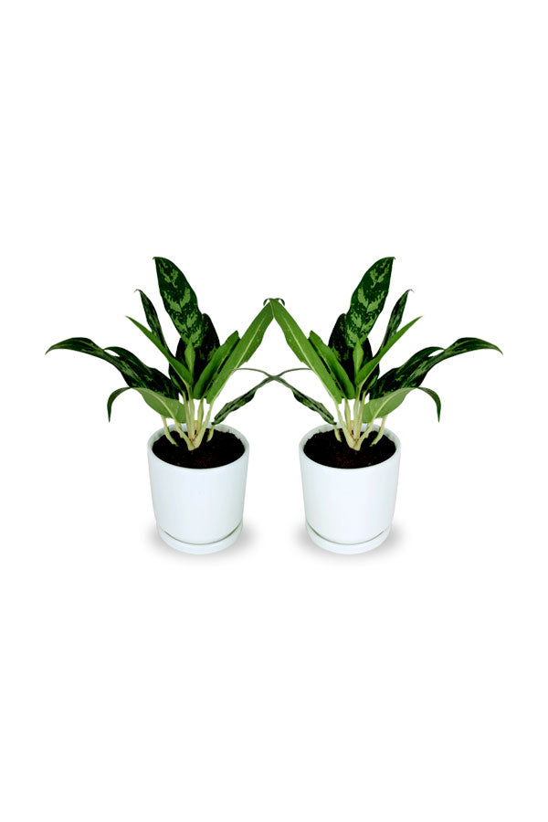 Kaufen Sie eins und erhalten Sie eins – Aglaonema Maria – Luftreinigungspflanze für den Innenbereich