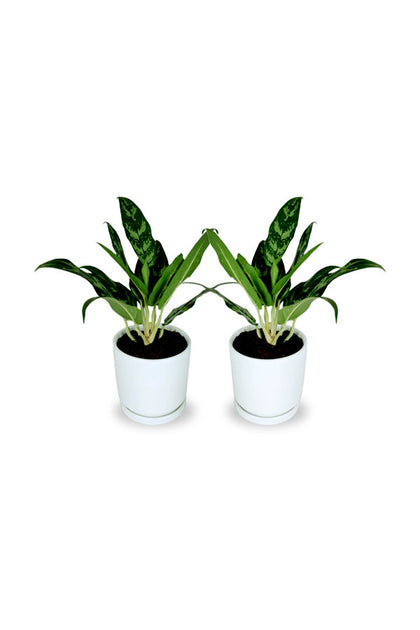Buy One Get One -Aglaonema Maria- Indoor Air Purifying Plant