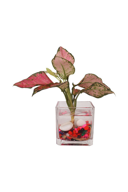 Aglaonema Pinkie-Indoor Plant-In Glass Pot