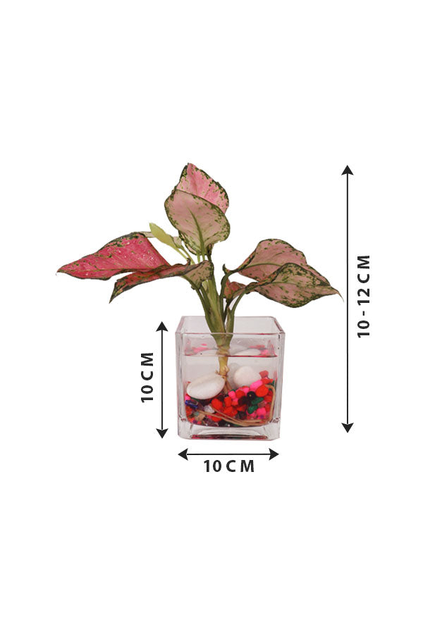 Aglaonema Pinkie-Indoor Plant-In Glass Pot