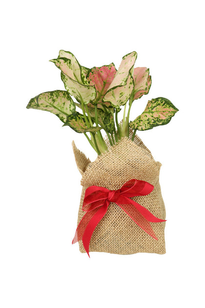 Aglaonema Pinkie-In Jute Wrapped Nursery Pot
