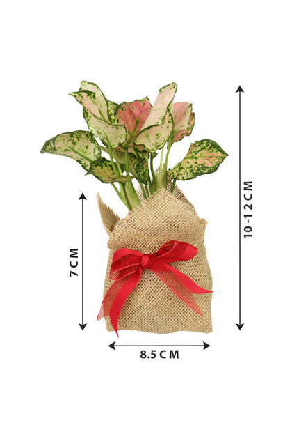 Aglaonema Pinkie-In Jute Wrapped Nursery Pot