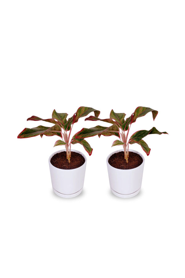 Buy One Get One- Aglaonema Red- Indoor Air Purifying Plant