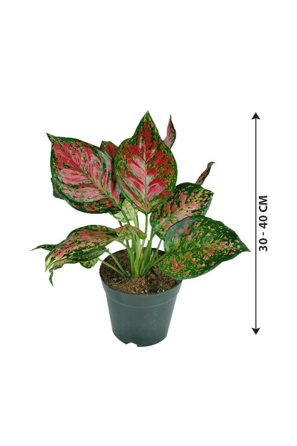 Aglaonema Star - Spotted Star