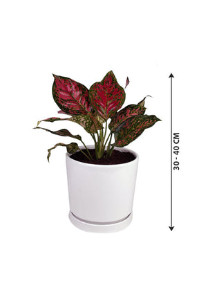 Aglaonema Star - Spotted Star - Plantsworld.ae