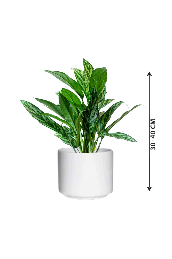 Chinese Evergreen - Aglaonema Cory - Indoor Plant