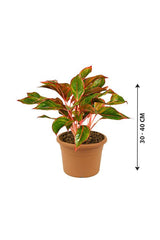Aglaonema Red - Air Purifying Plant - Aglaonema Red - Air Purifying Plant - Plantsworld.ae