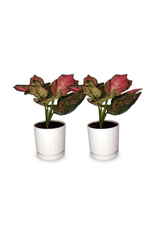 Buy One Get One-Aglaonema Pinkie-Indoor Air Purifying Plant