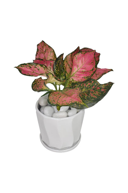 Aglaonema Pinky - Office Table Top Plant