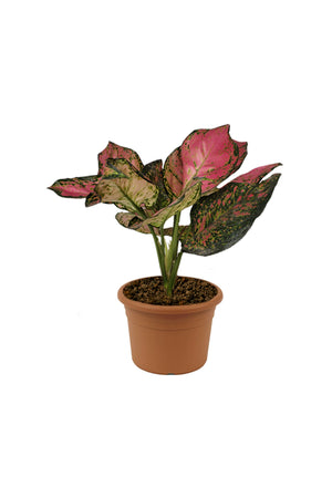 Aglaonema Pinkie - Air Purifying Indoor Plant