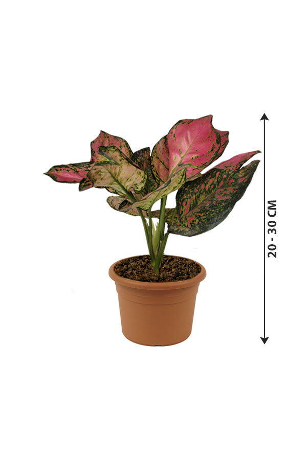 Aglaonema Pinkie - Air Purifying Indoor Plant
