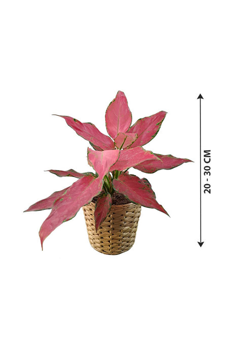 Aglaonema Pinkie - In Cane Pot