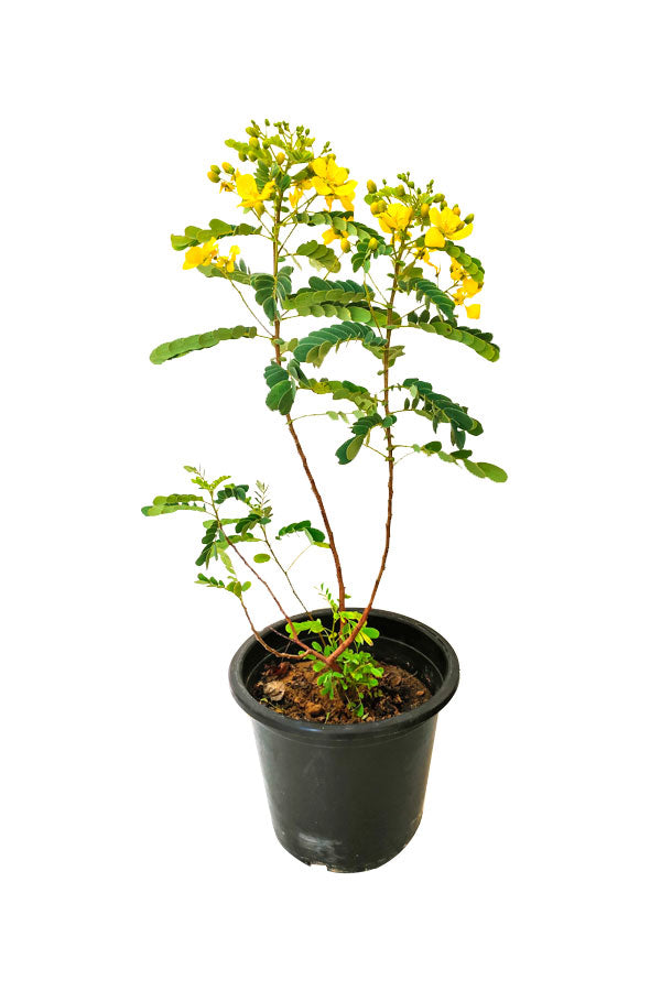 Alexandrische Senna (Zierpflanze) – Blühende Pflanze im Freien