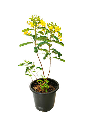 Alexandrian Senna Ornamental Plant – Outdoor flowering plant for vibrant garden decor