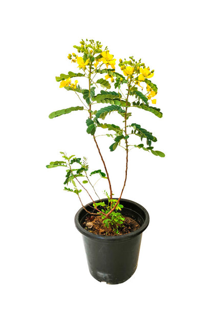 Alexandrian Senna (Ornamental Plant ) - Outdoor Flowering Plant