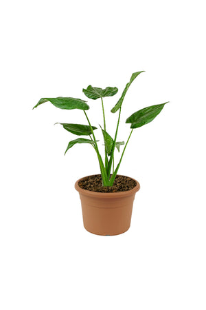 Alocasia Cucullata