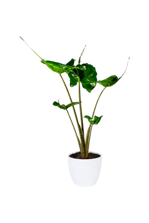Stingray Alocasia indoor plant with unique stingray-shaped emerald green leaves