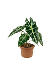 Alocasia "Polly" - African Mask Plant
