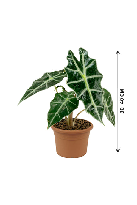 Alocasia "Polly" - African Mask Plant